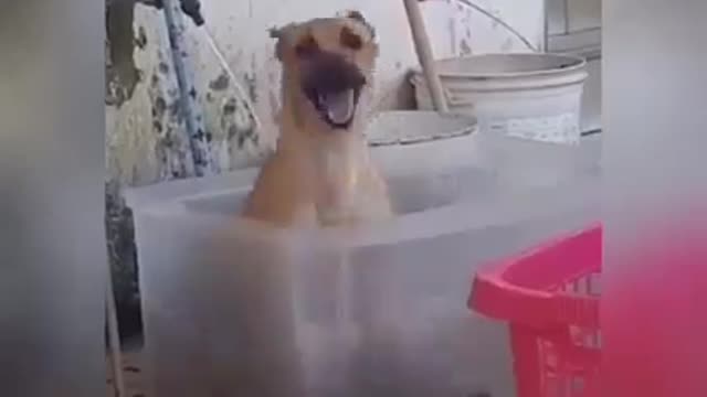 dog having fun taking a bath