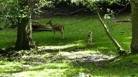 Deer family in nature