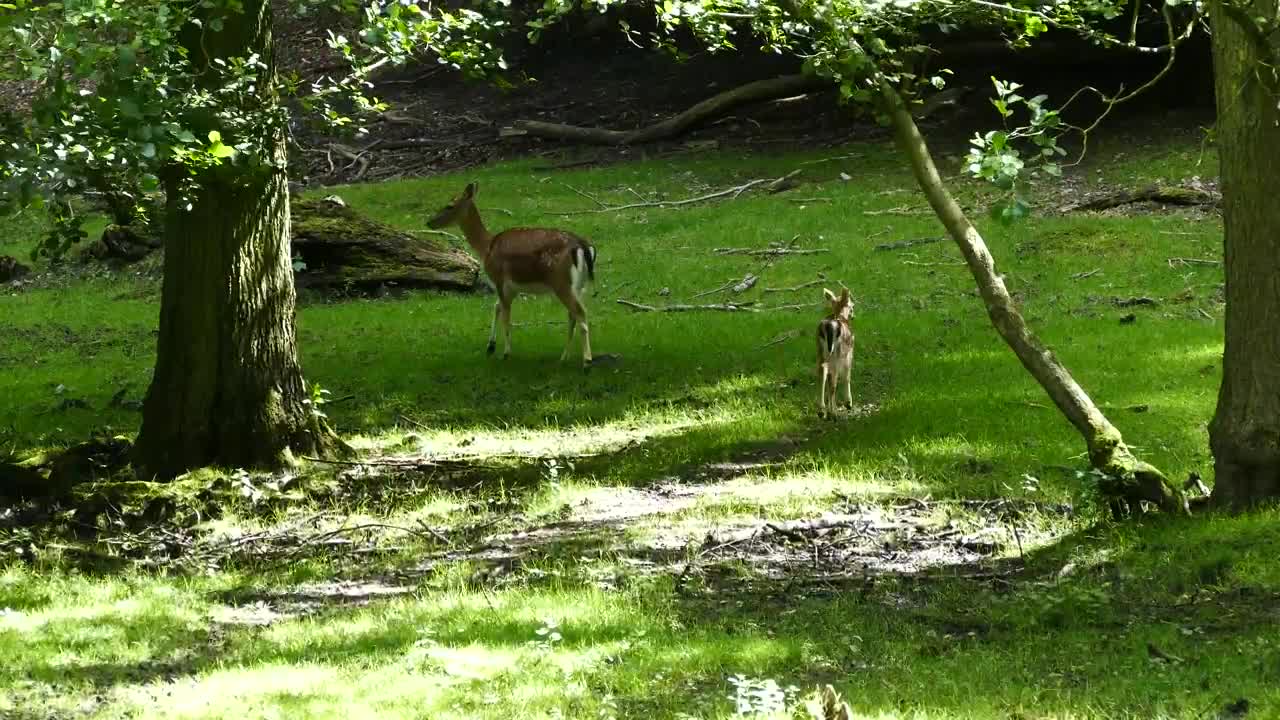 Deer family in nature