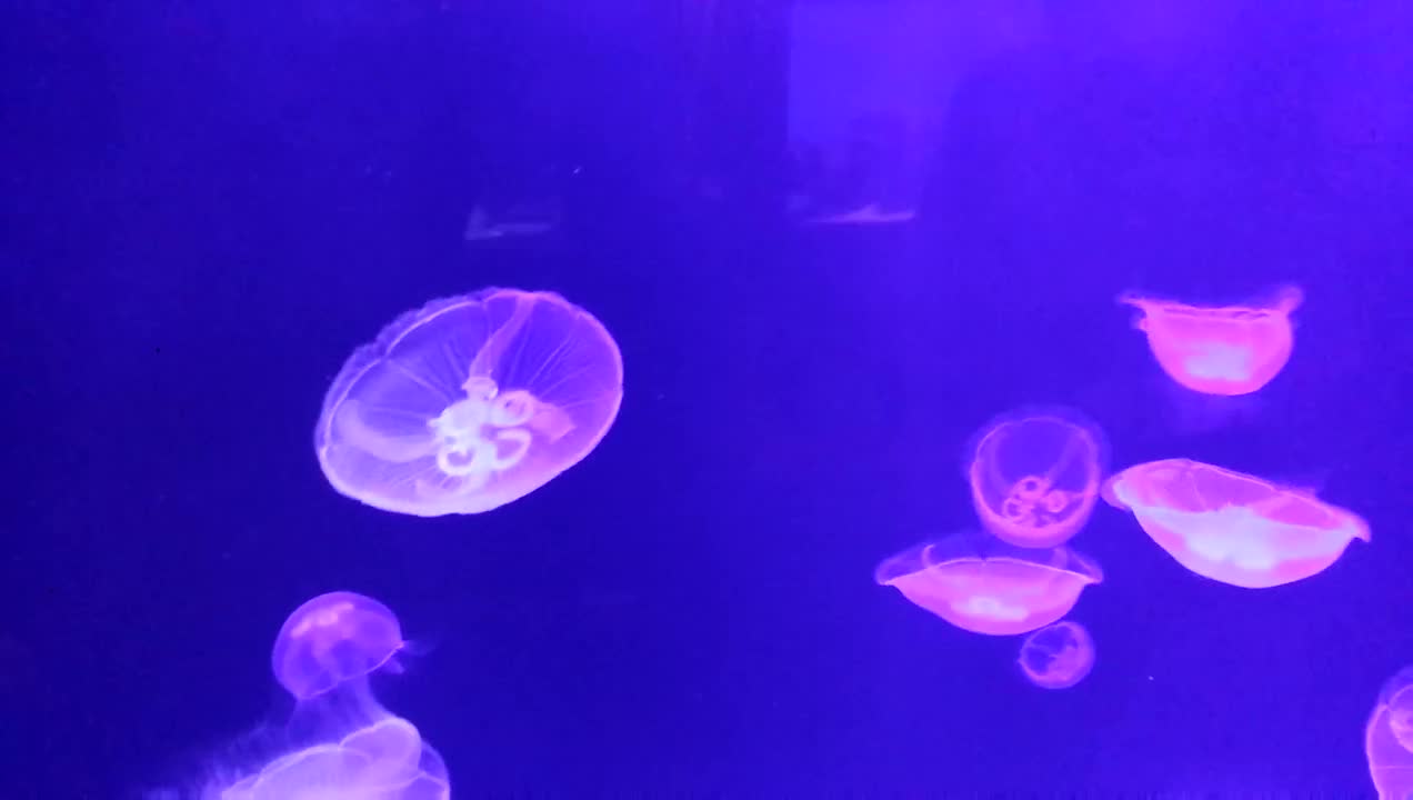 Water and fish