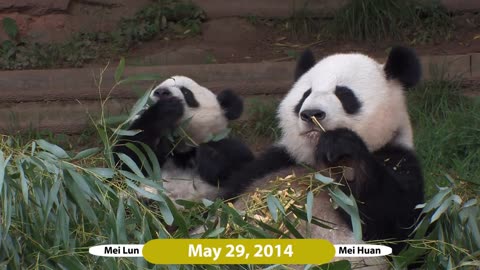 Mei Lun and Mei Huan - Over 3 Years at Zoo Atlanta