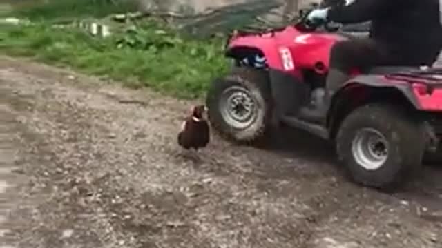 Hilarious Nice looking Bird taking a liking to an Irishman!!