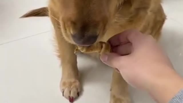 Try not To laugh - Funny Dog