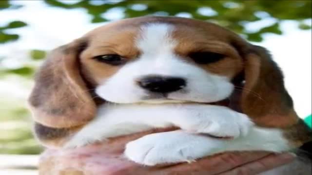 10 Cachorros filhotes pequenos e fofinhos, que você vai Adorar