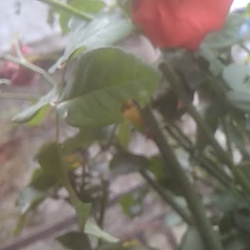 Beautiful red flower