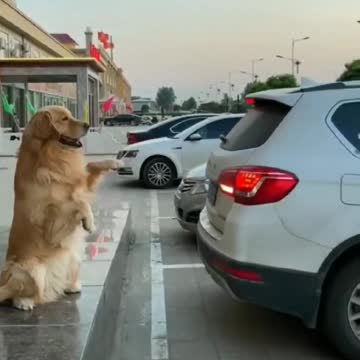 Dog parking assistant 😄