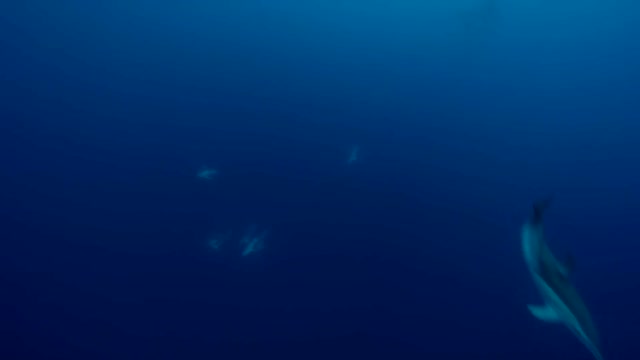 Dolphins Having Fun in the Ocean: What a Life!