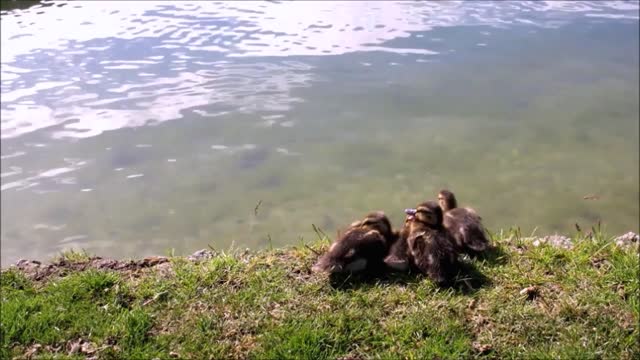 Four Cute Babies Ducklings