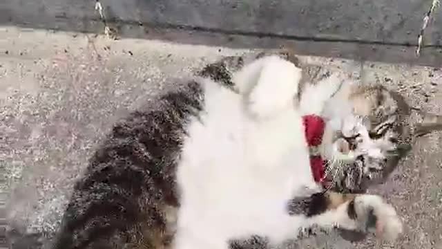 A street cat(red tie)