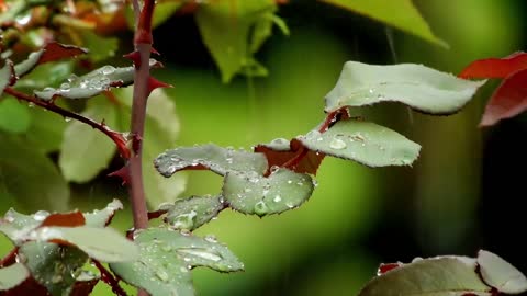 Natural Beautiful forest video