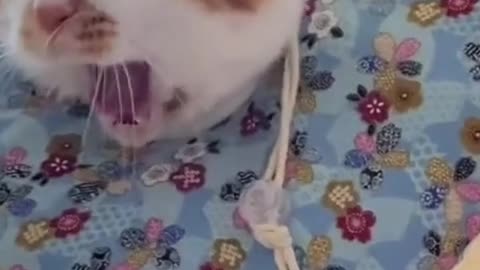 Cat YAWNING that will melt your heart💖