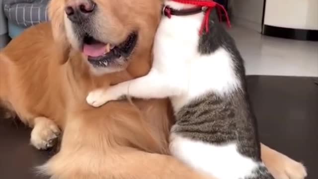 A Golden retriever and cat hugging to hopefully make your day | Cool Pets