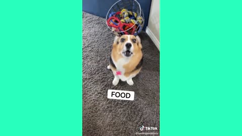 Tik Tok of Funniest Dogs videos