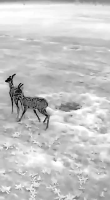 Ukrainian drone drives deer away from minefield