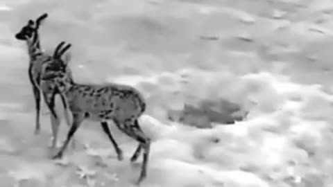 Ukrainian drone drives deer away from minefield