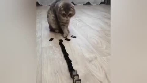 Cat playing... Gets shocked at the end 😂