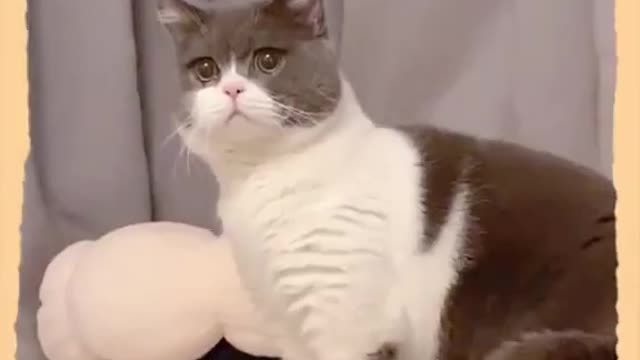 Cat very funny look