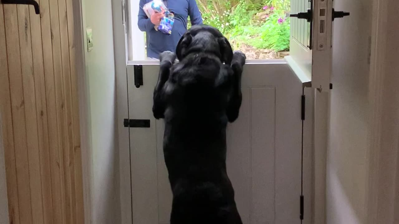 Labrador Does His Happy Dance