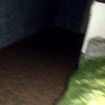 Cat yelling songs.........