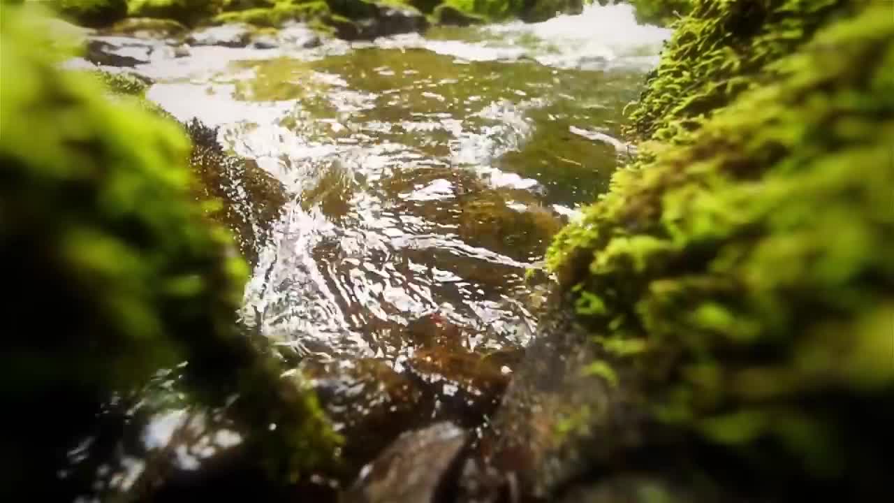 Nature Therapy Relaxing Full Motion Forestry with Natural Sounds