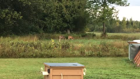 Yard Deer