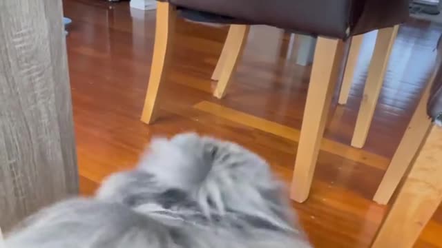 🔥Funniest Dogs will make you laugh all day long | Instagram Reels and Tiktok Videos | Desi animals 🔥