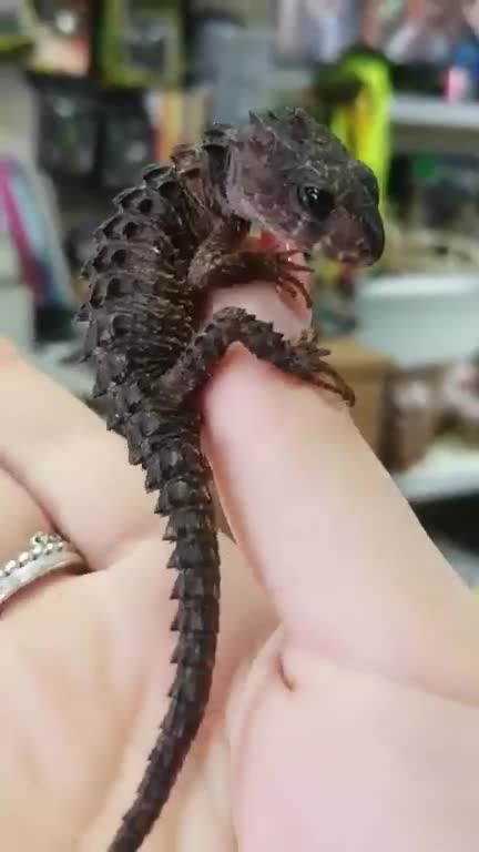 Tiny finger dragon
