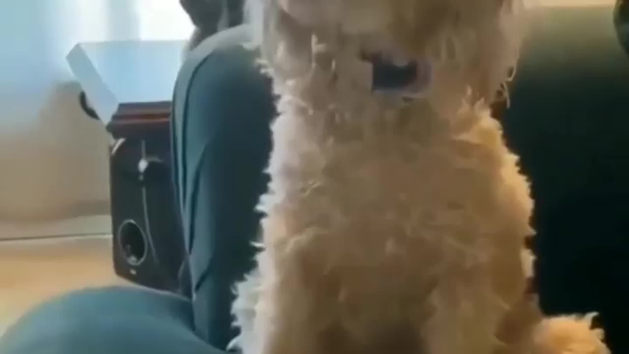 funnydog 😂😂