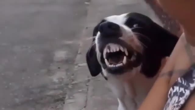 look at this dog laughing