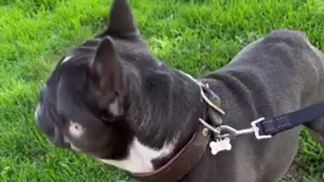 Funny dog