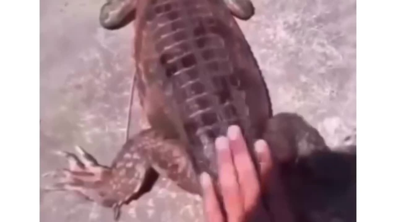 Gator got mad