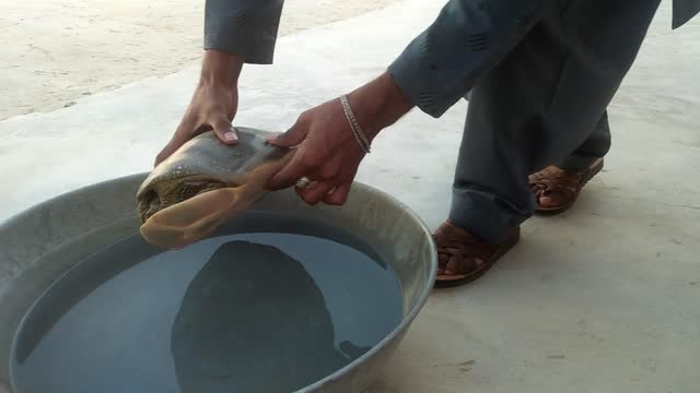 We caught a little turtle 🐢 cute baby turtle .