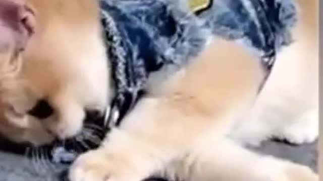 Cute animal
