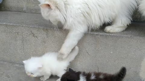 Mom Cat Walking and Hitting Her Kittens To Go Inside | Cat Protecting Her Kittens