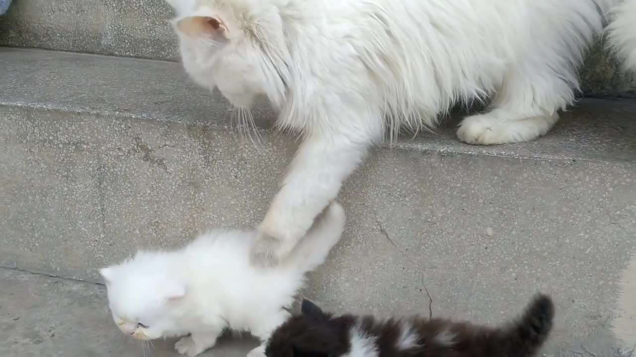 Mom Cat Walking and Hitting Her Kittens To Go Inside | Cat Protecting Her Kittens