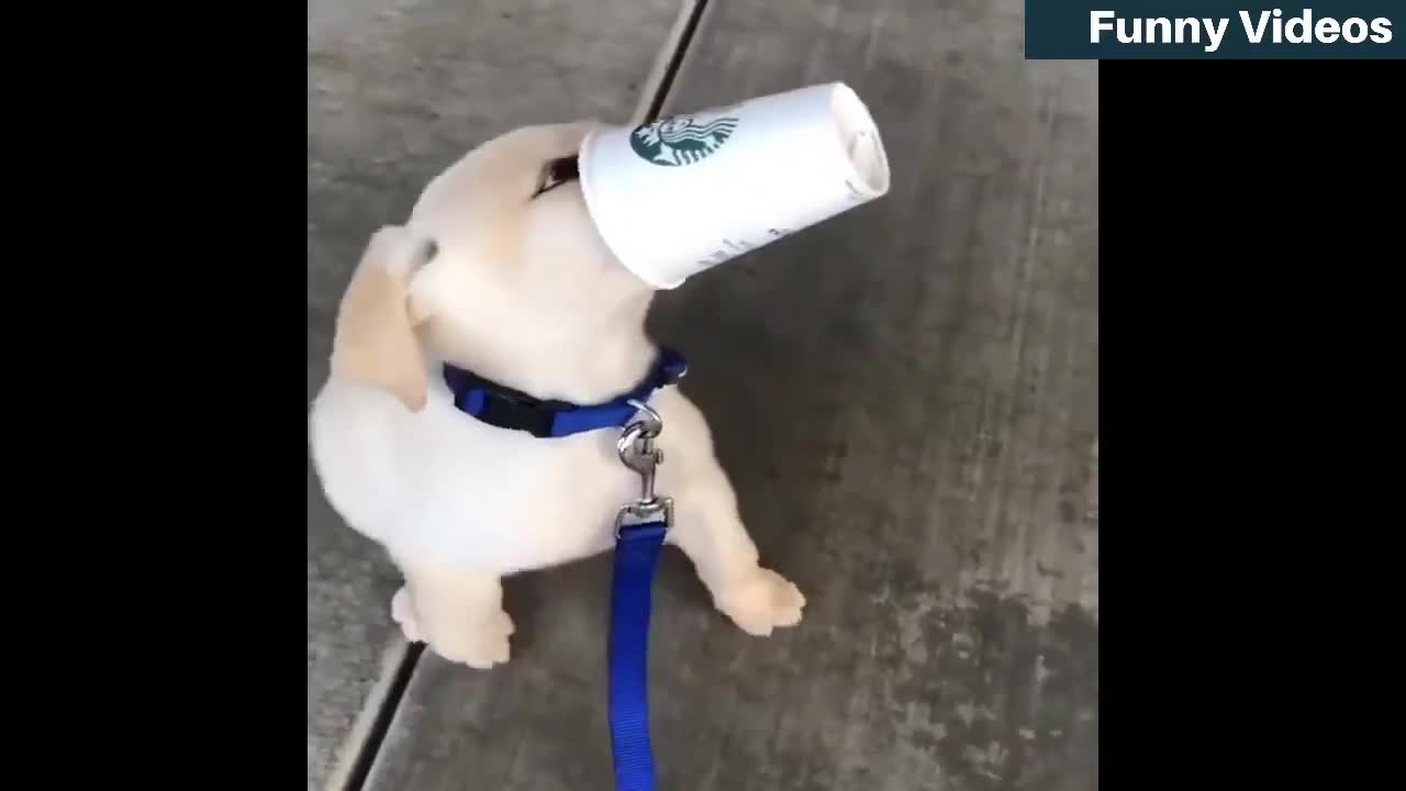 Cute Funny Animals Video - Part 1