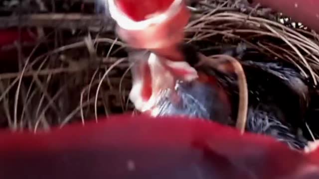 Birds in the nest| Bulbul birds|Baby birdsBulbul baby birds|Bird Chick (Nestlings) In a Small Nest|