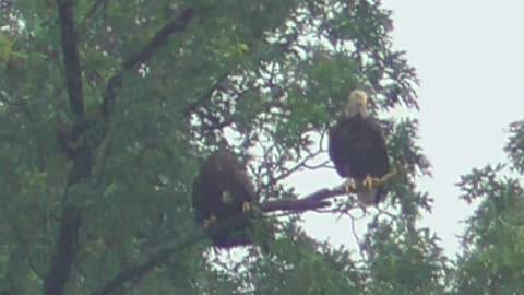 111 Toussaint Wildlife - Oak Harbor Ohio - Passer-by Drops In And Gets Shunned