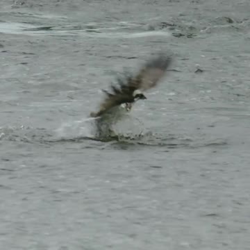 Falcon catched big fish