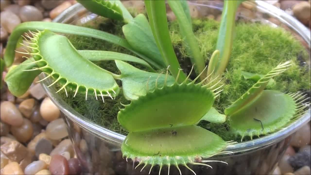 Venus Flytrap (time lapse)