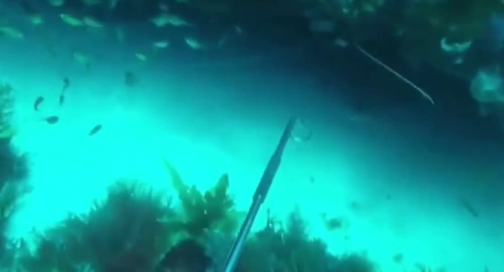 New Zealand deep sea catch giant lobster, thick hundreds of crawling creeks