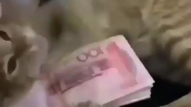 Cat love money