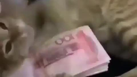 Cat love money