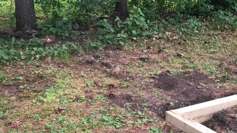 Chicken coop/run build part 2