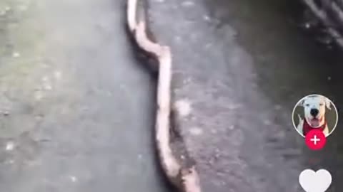 Dog finds stick at park lol