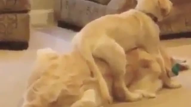 Funny Dog Videos 2021 It's time to LAUGH with Dog's life202