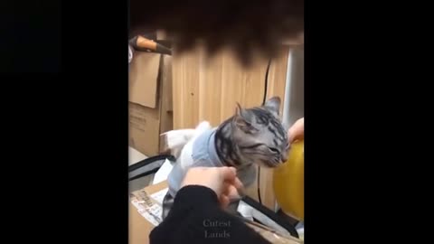 Watch This Cute And Crazy Pets, This Is Really Funny