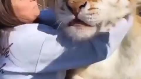 A lion is pet animal