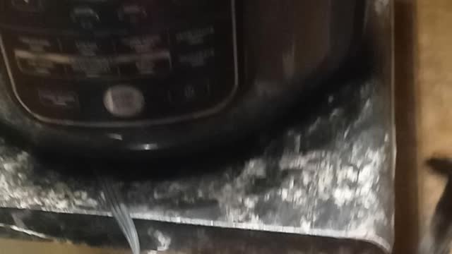 Trying to cook..when you have animals.