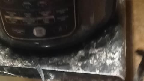 Trying to cook..when you have animals.